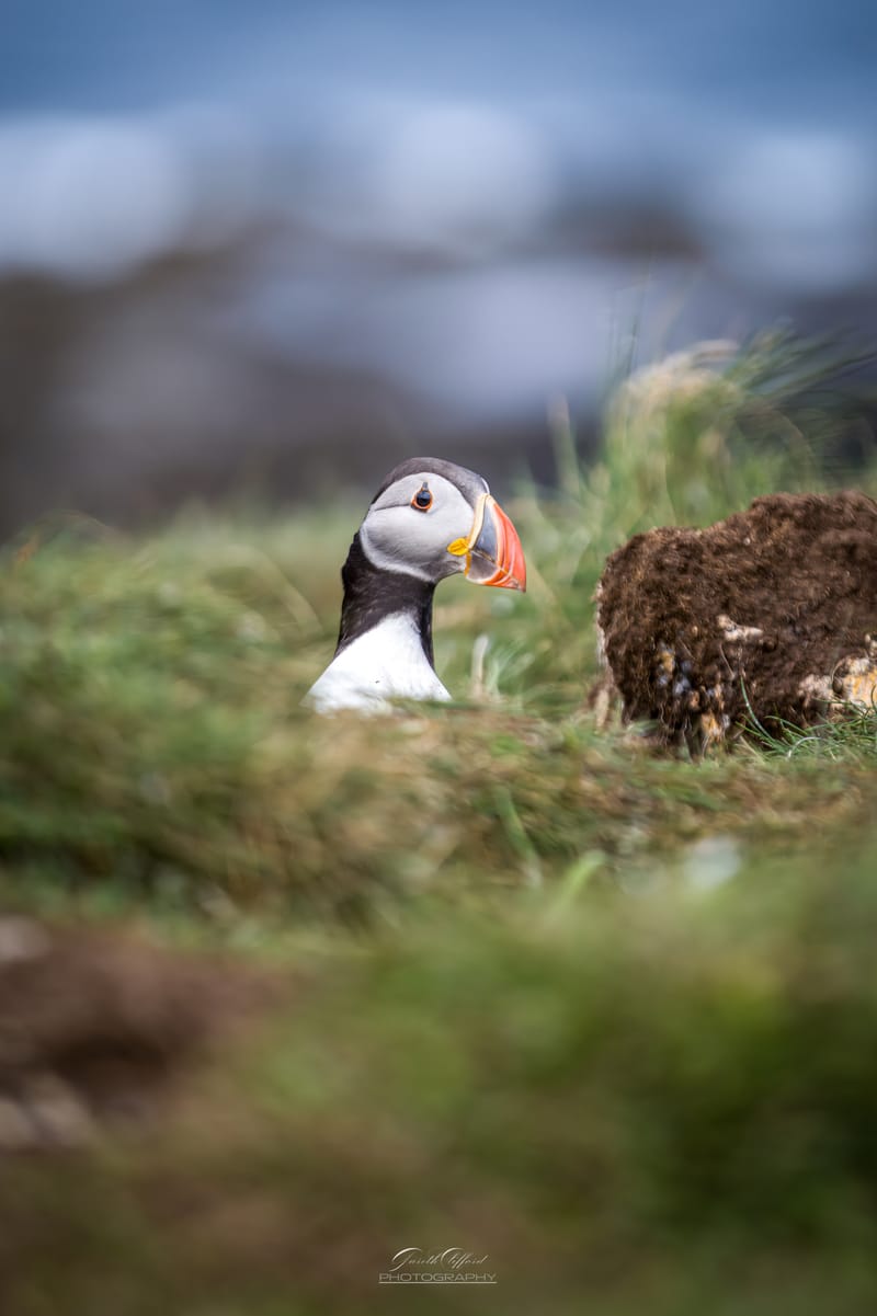 Puffins