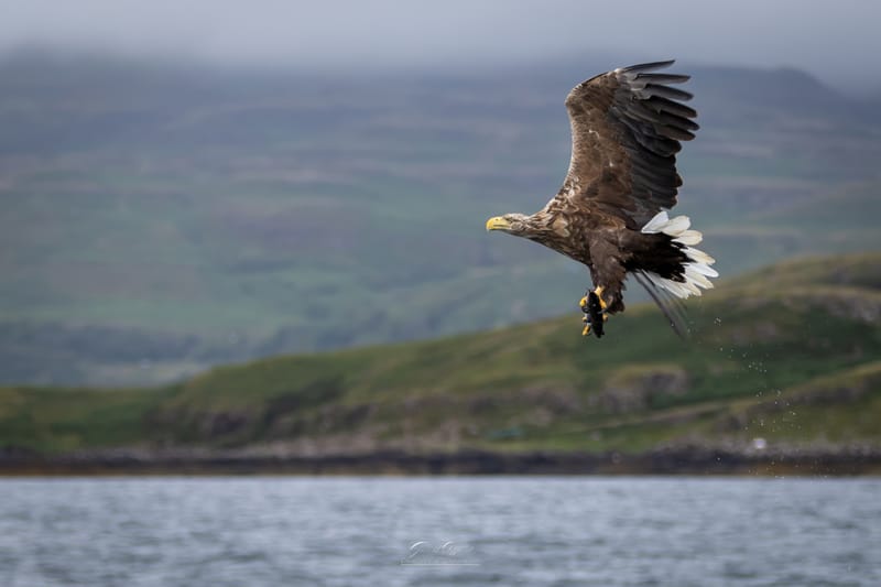 White Tailed Eagles