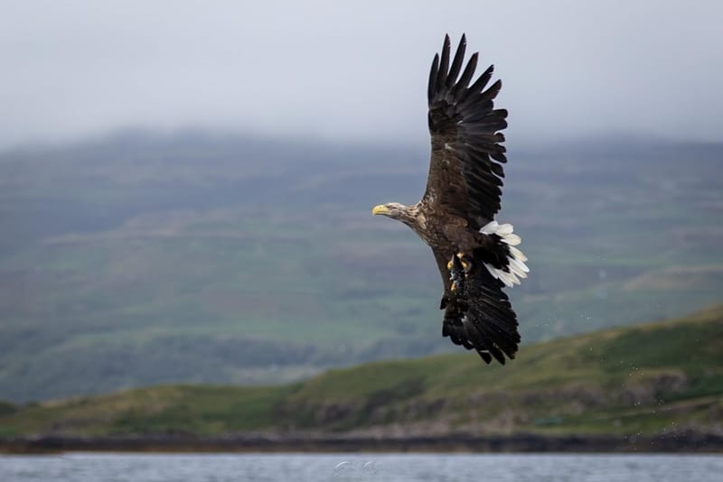 White Tailed Eagles