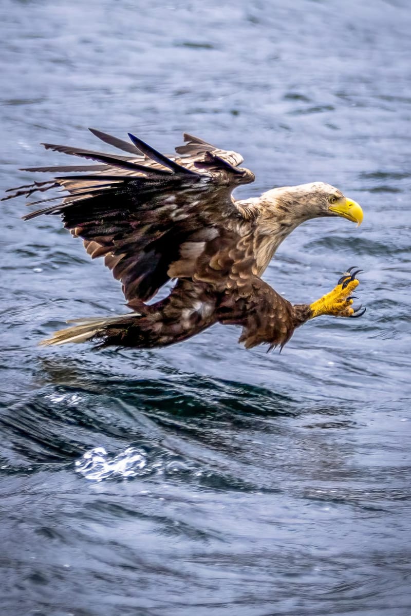 White Tailed Eagles