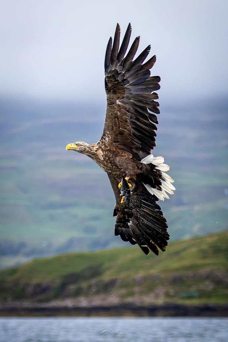 White Tailed Eagles