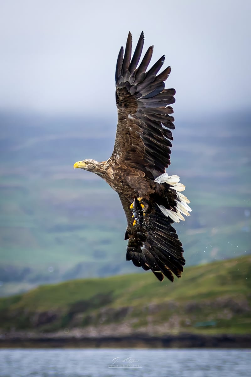 White Tailed Eagles