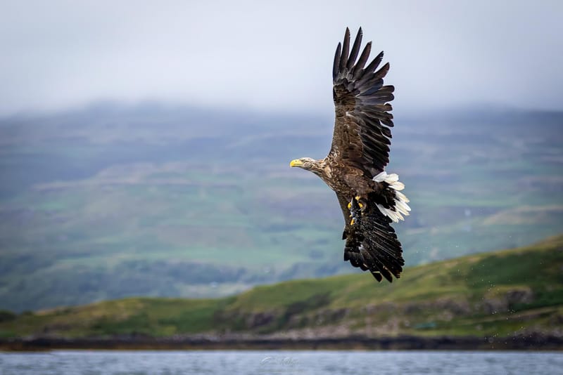White Tailed Eagles