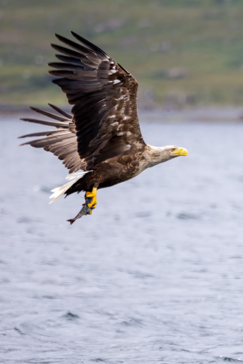 White Tailed Eagles