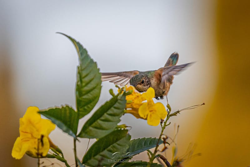 Humming Birds