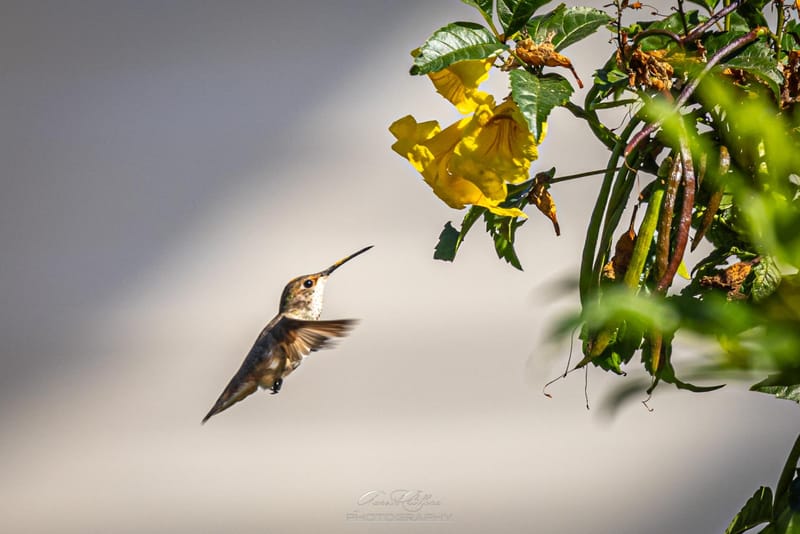 Humming Birds