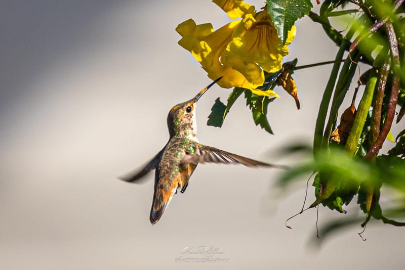 Humming Birds