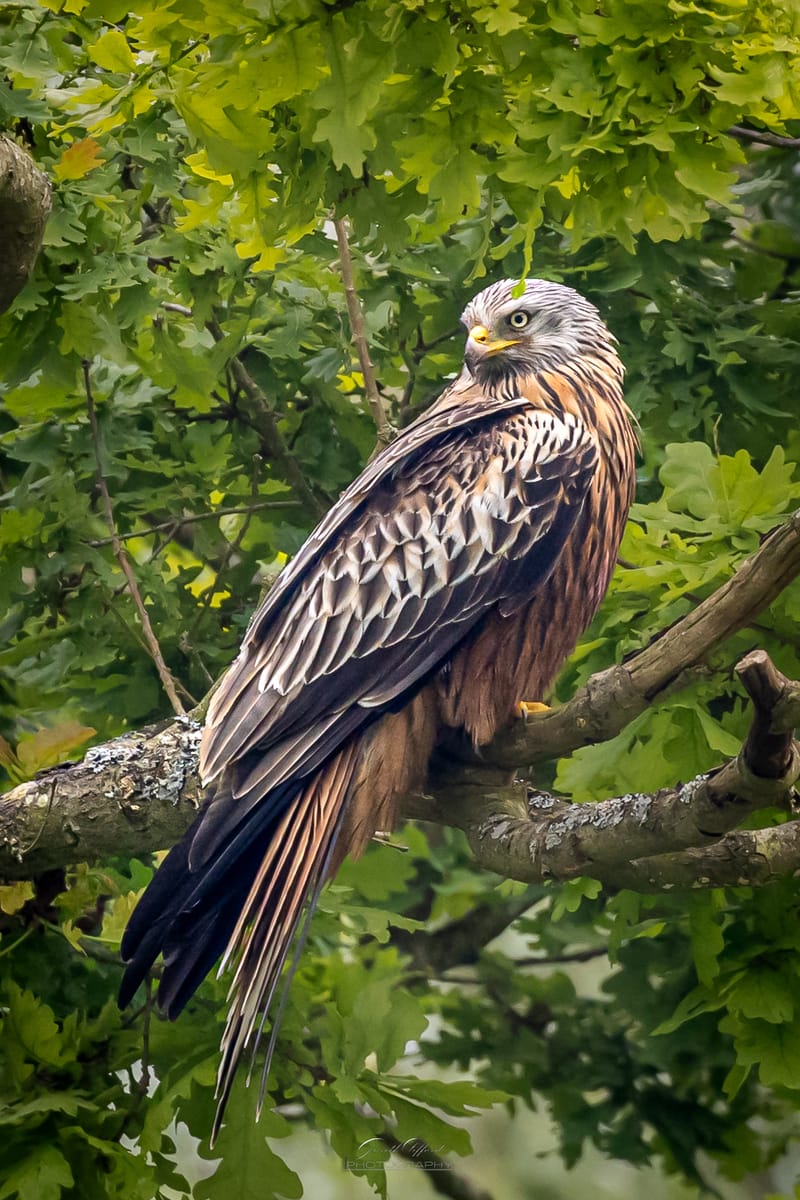 Red Kites