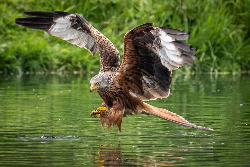 Red Kites