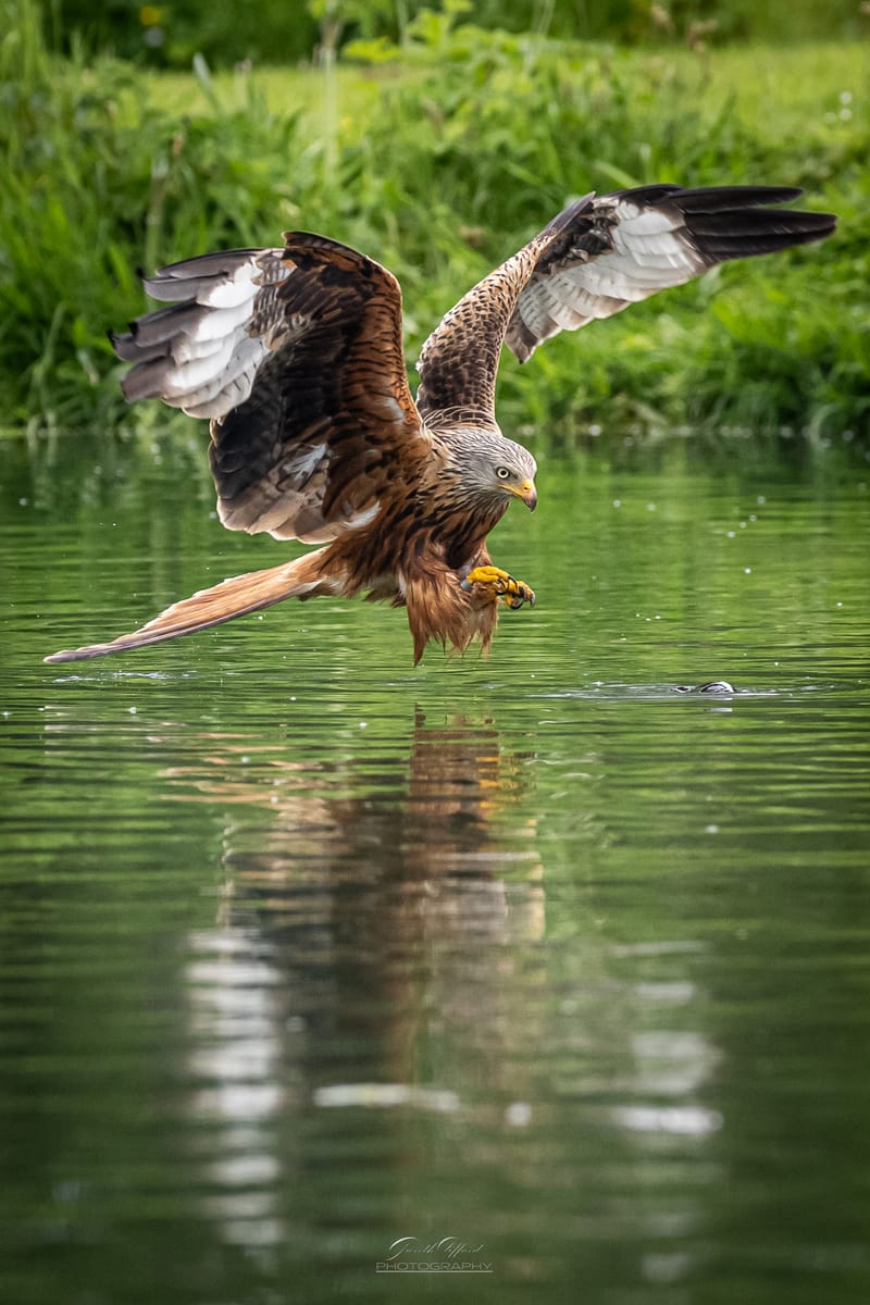 Red Kites