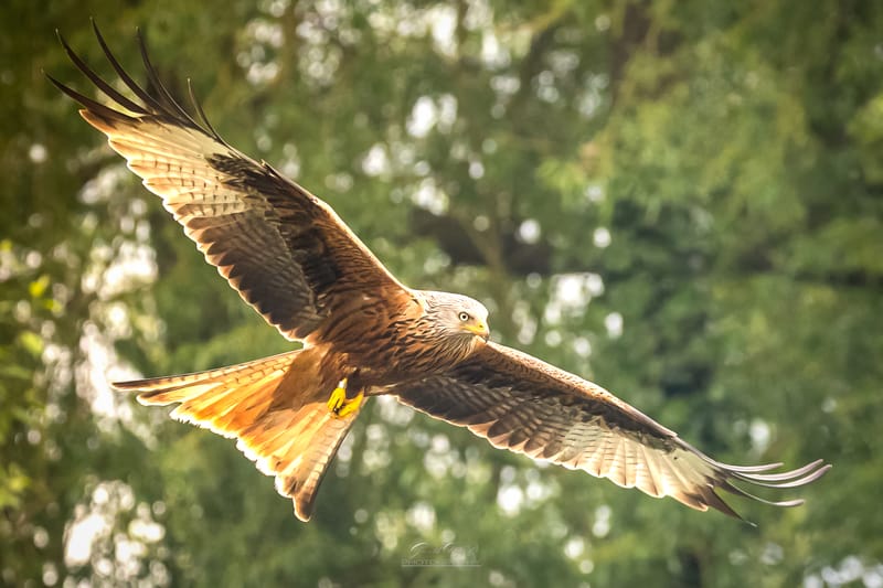 Red Kites