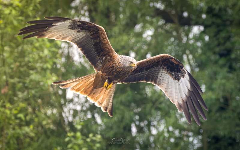 Red Kites