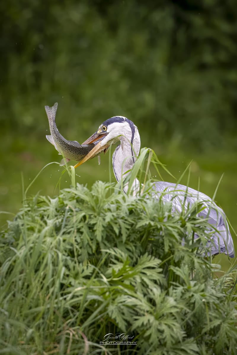 Herons & Egrets