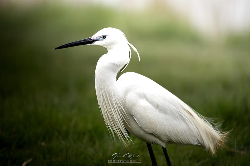Herons & Egrets
