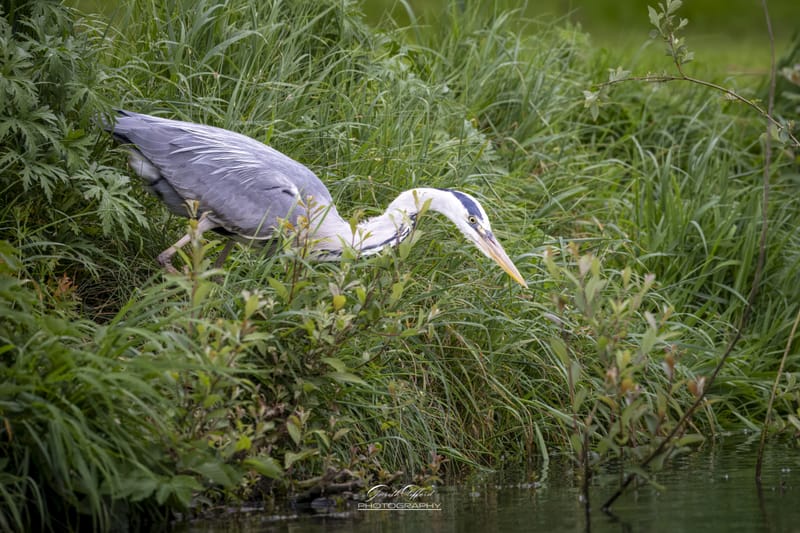 Herons & Egrets