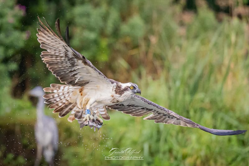 Osprey