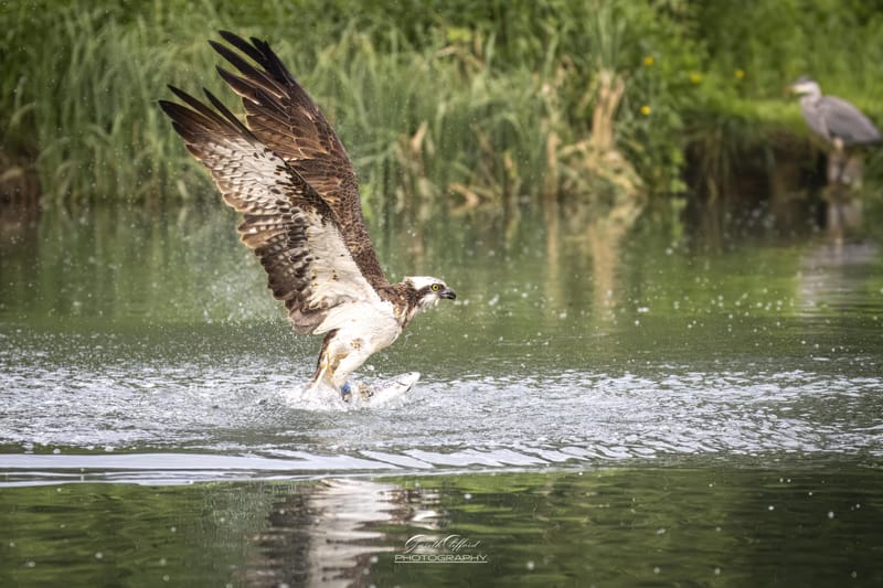 Osprey