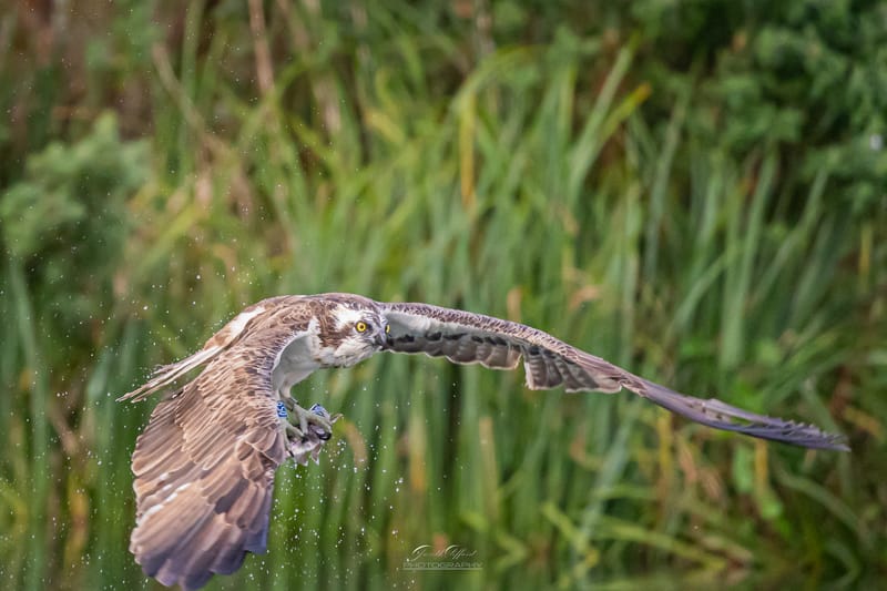 Osprey