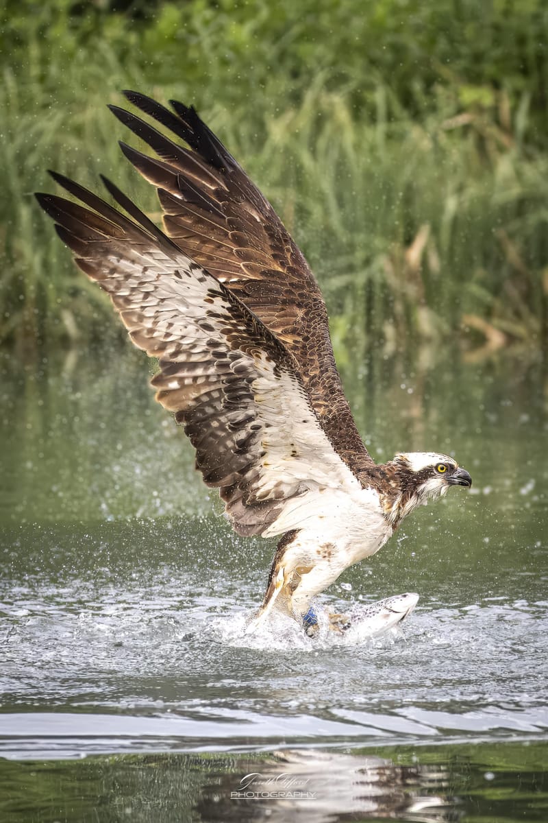 Osprey