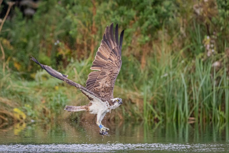 Osprey