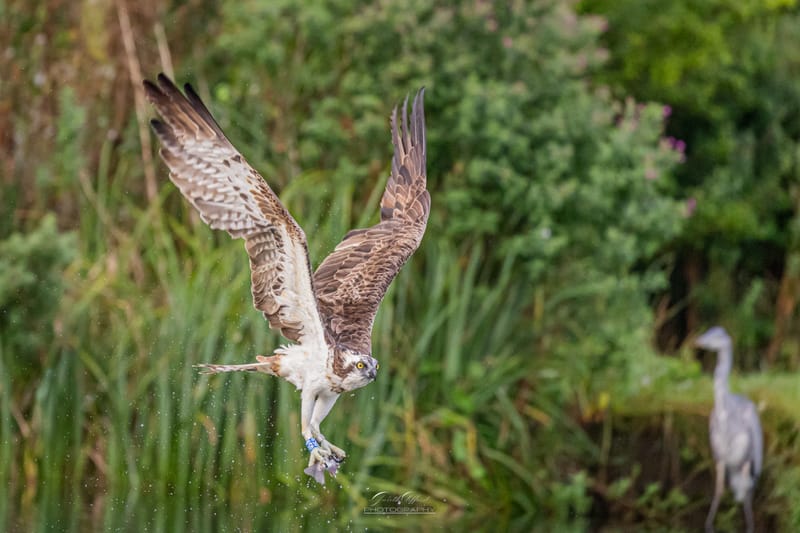 Osprey