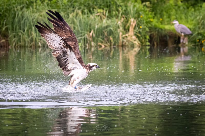 Osprey