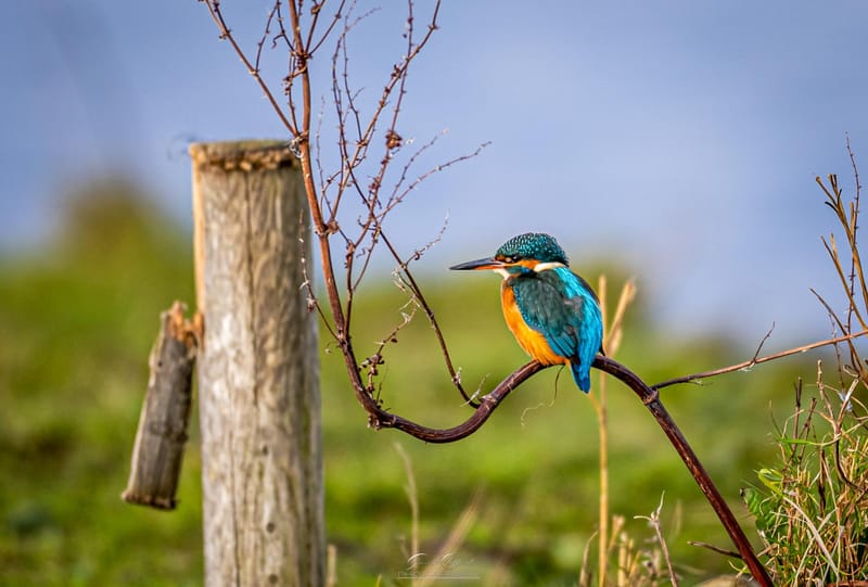 Kingfisher