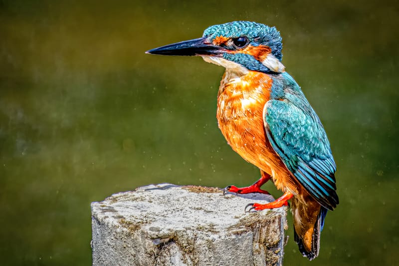 Kingfisher