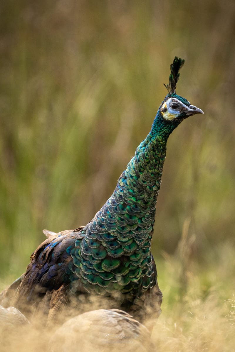 Javan Peacock