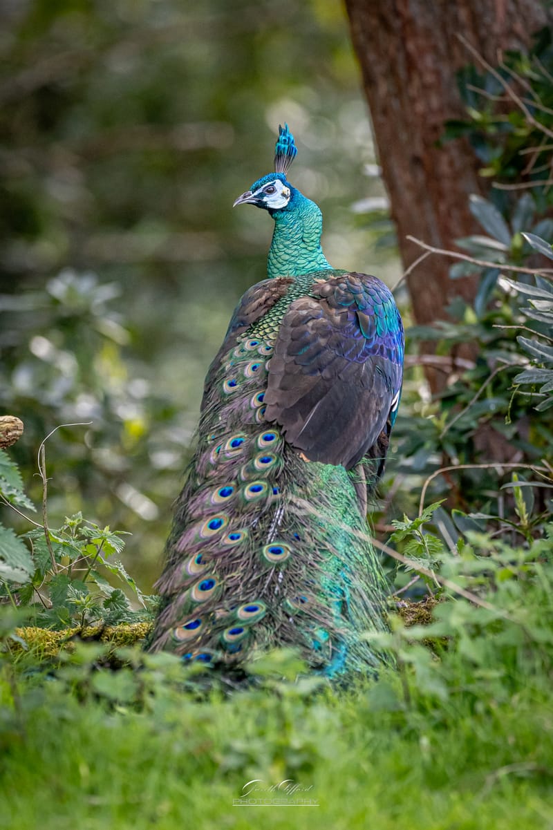 Javan Peacock