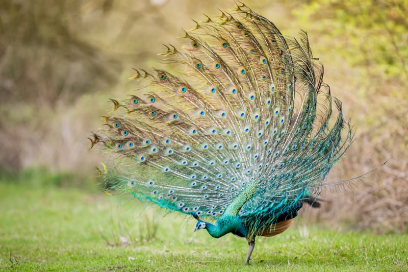 Javan Peacock