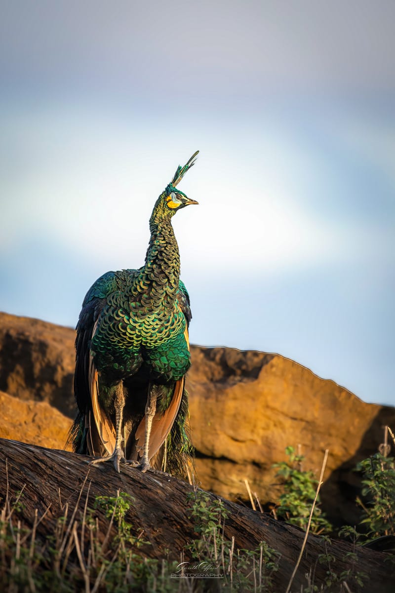 Javan Peacock
