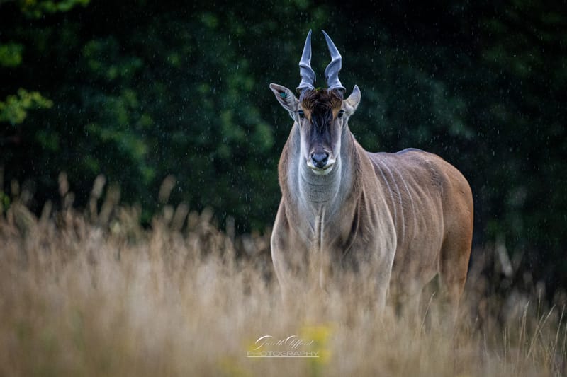 Cape Eland