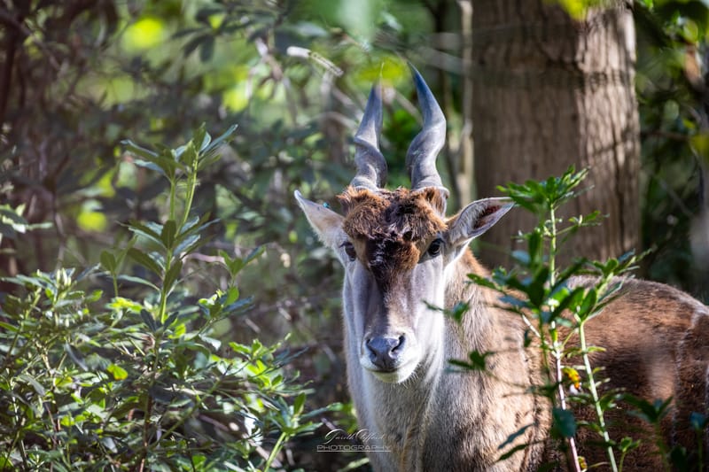 Cape Eland