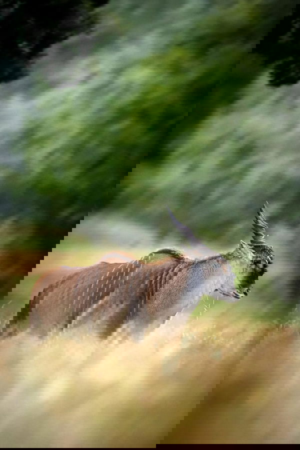 Cape Eland