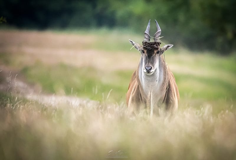 Cape Eland