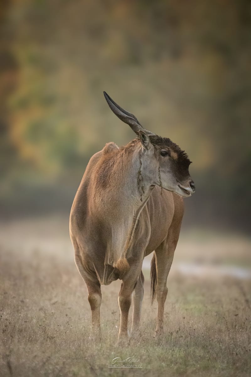 Cape Eland