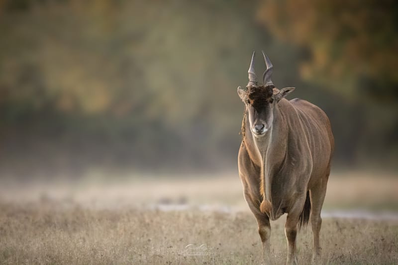 Cape Eland