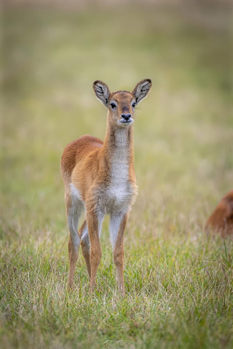 Lechwe