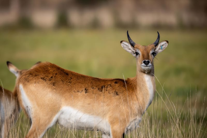 Lechwe