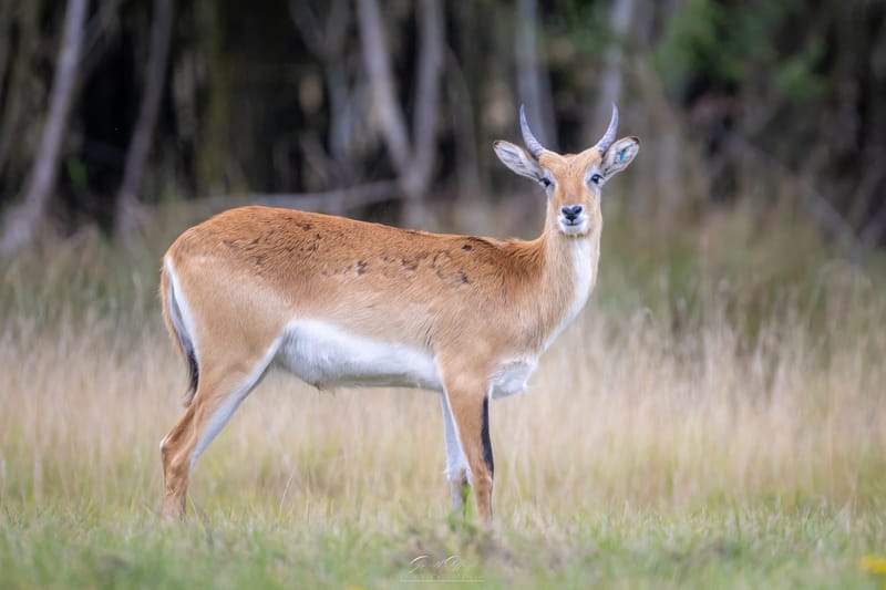 Lechwe