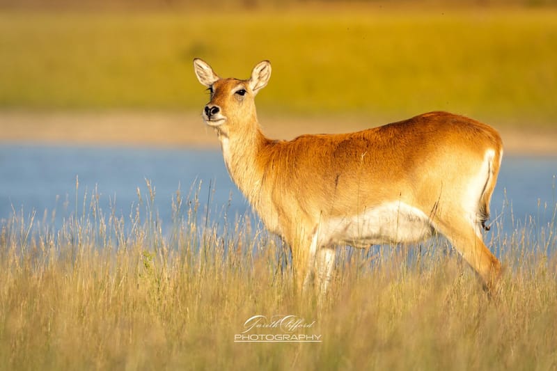 Lechwe