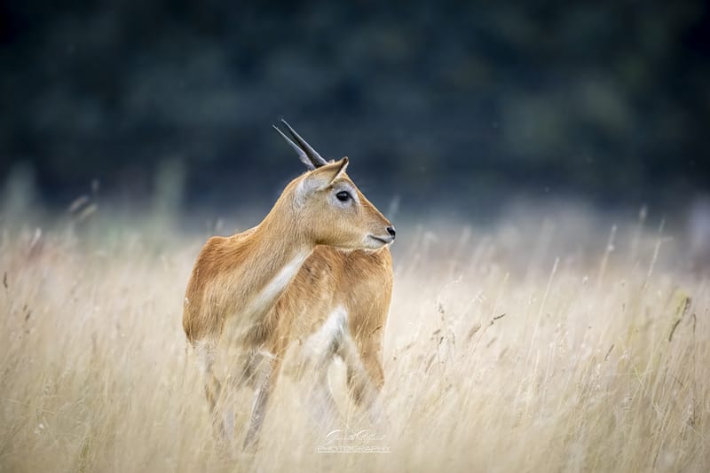 Lechwe