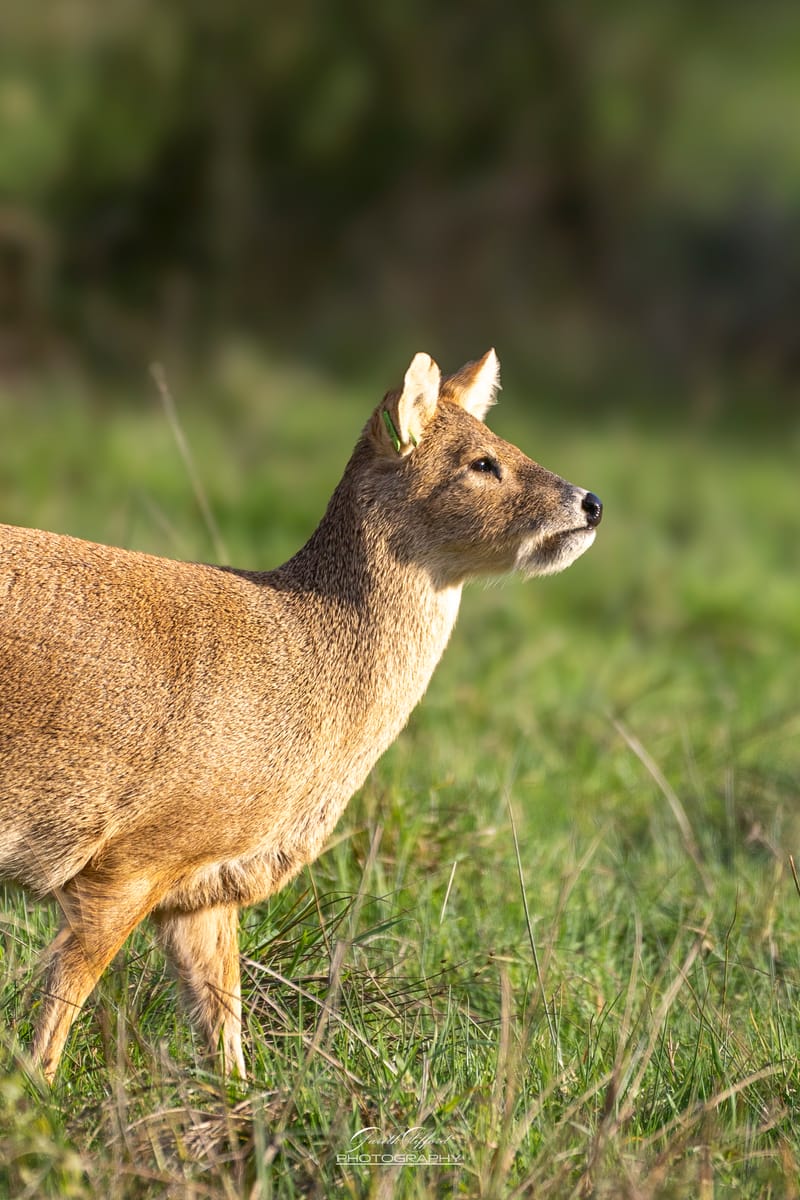 Chinese Water Deer