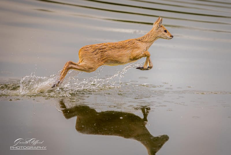 Chinese Water Deer