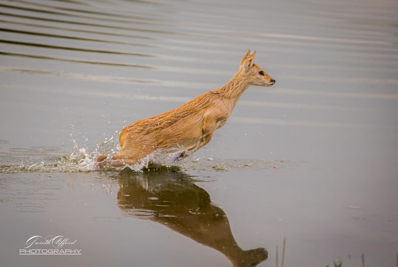 Chinese Water Deer