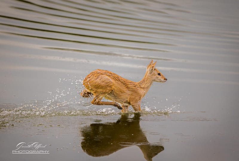Chinese Water Deer