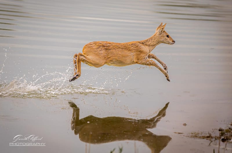 Chinese Water Deer