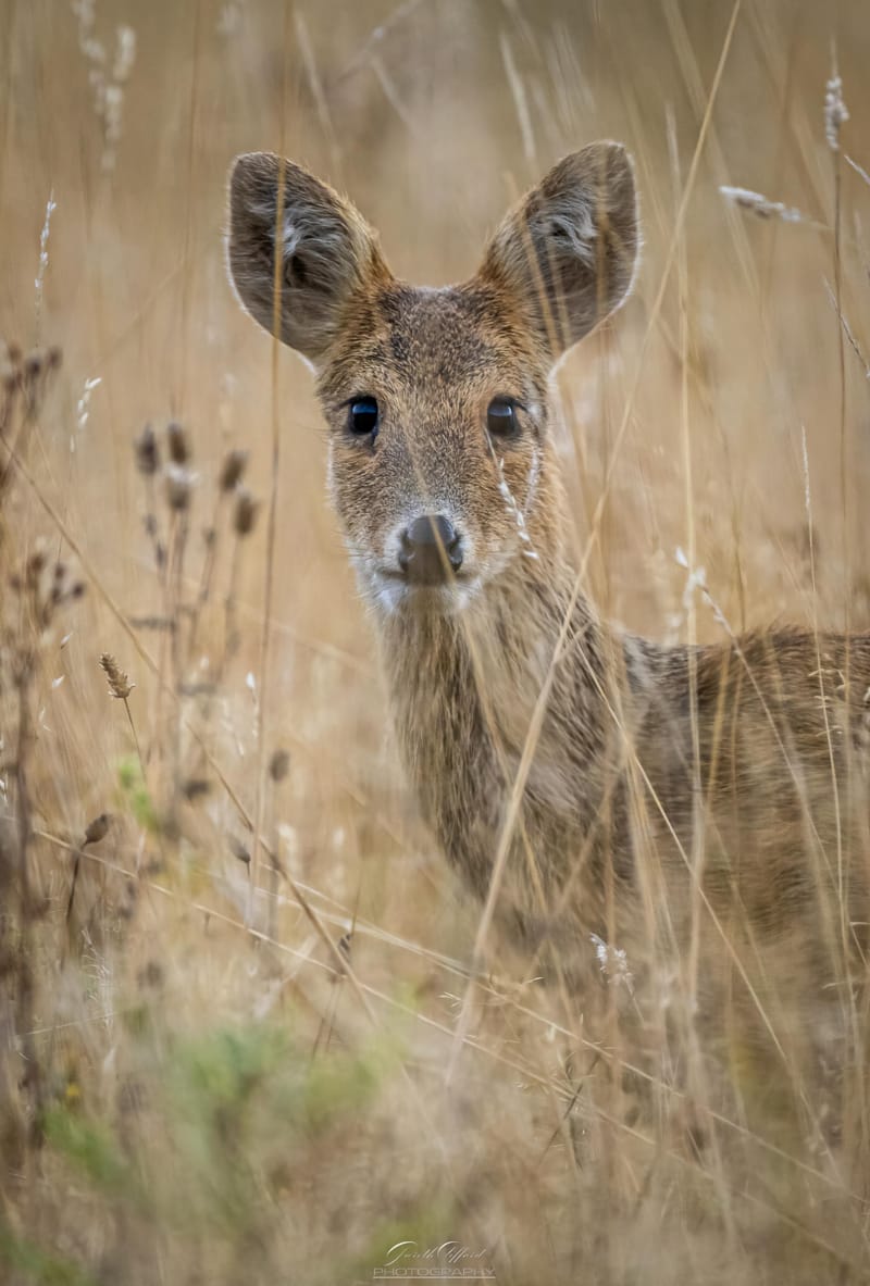 Chinese Water Deer