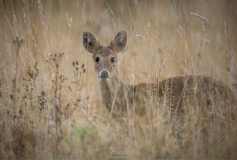 Chinese Water Deer